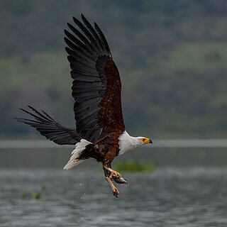 Lake Naivasha - African fish eagle